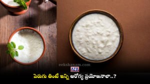 curd -Yogurt