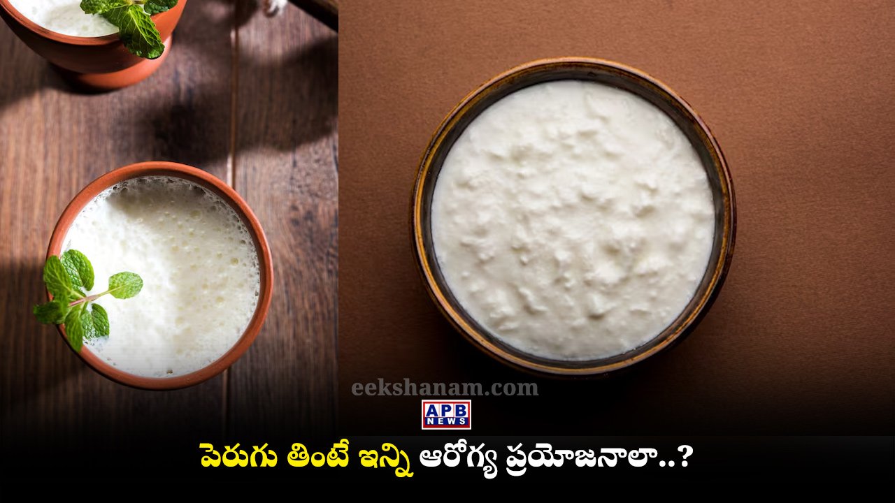 curd -Yogurt